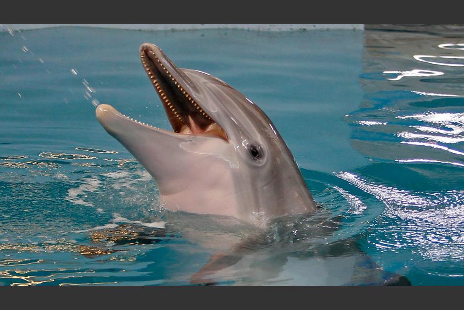El delfín hembra empezó a presentar problemas de salud desde el 1 de noviembre. (Foto: Español News)