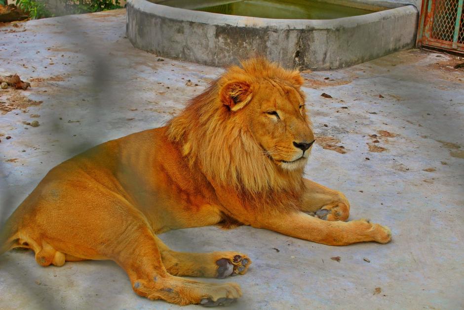 El felino fue registrado dentro de una colección privada desde el 2006. (Foto: Turicentro Santa Isabel)