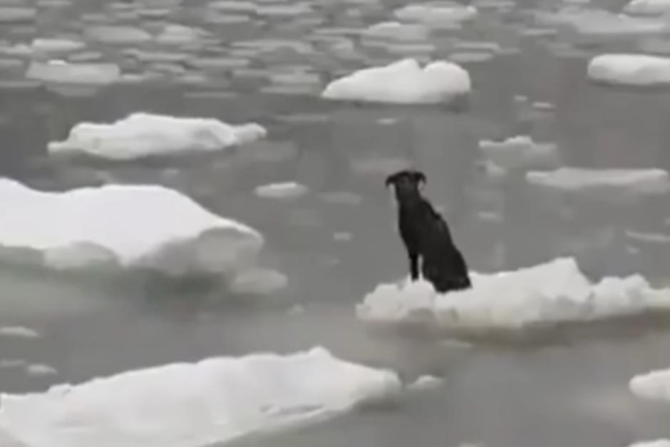 Recuerdan el momento en que un perro fue encontrado flotando en un iceberg. (Foto: Captura de pantalla)