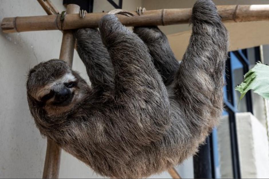 Los perezosos fueron rescatados. (Foto: AFP)