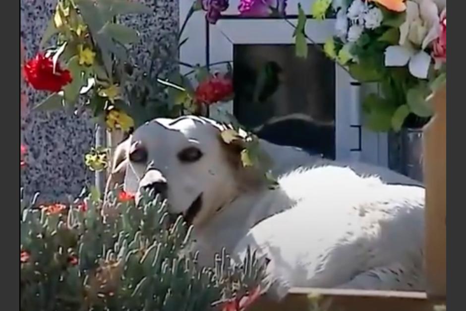 Bobby se niega a dejar a su dueño y lo visita diariamente en el cementerio. (Foto: captura de pantalla)