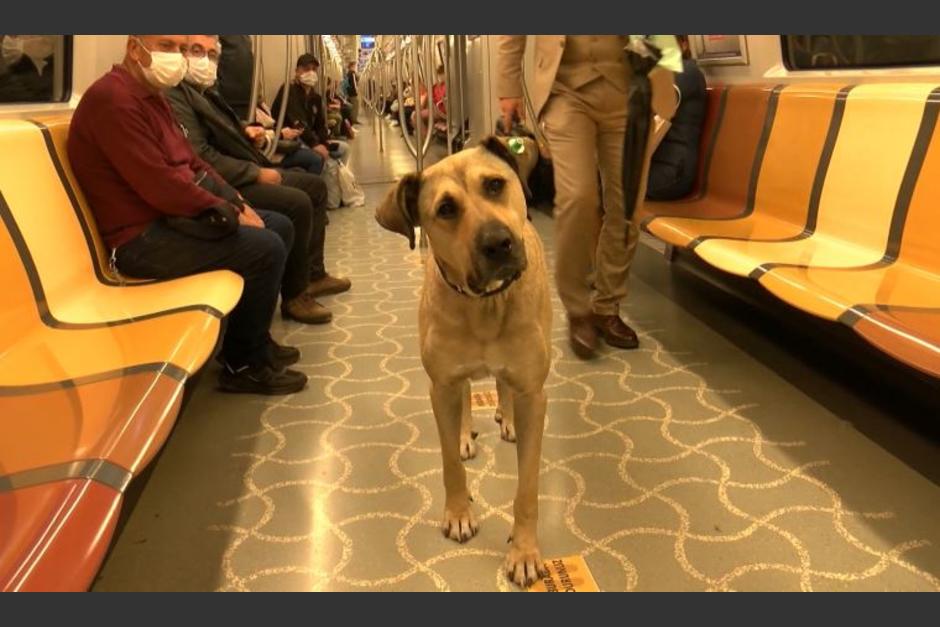 Boji viaja todos los días en tren por las calles de Estambul. (Foto: Twitter)