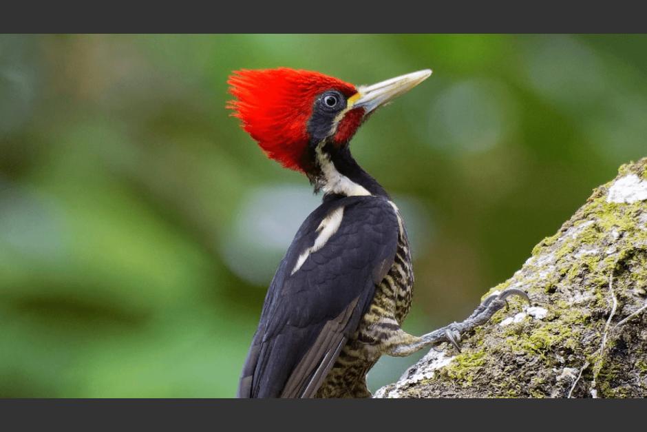 No se tienen registros del pájaro carpintero pico de marfil desde 1944. (Foto: @rcavada)