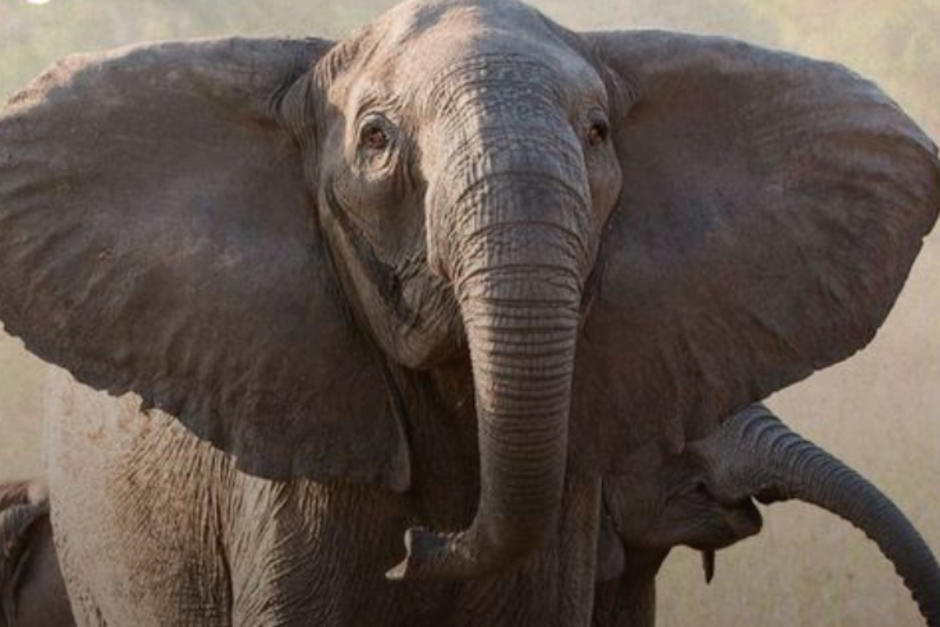 Los elefantes en Mozambique están naciendo sin colmillos. (Foto: AJ+ Español)