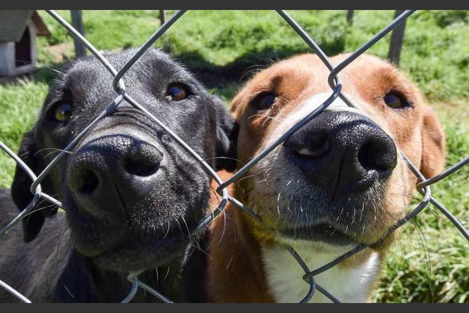 157 perros fueron adoptados. (Foto: servicios) 