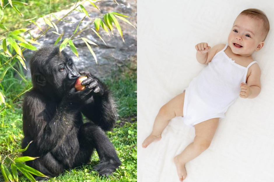 Investigación mostró como funcionaba el mecanismo de la risa entre los grandes primates gorilas, orangutanes, chimpanzés. (Fotos: AFP)