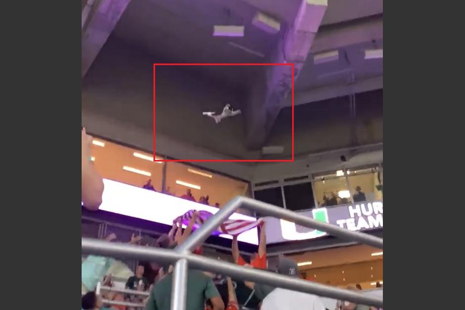 El gato cayó unos 20 metros y se encuentra bien, gracias a los aficionados. (Foto: redes sociales) 