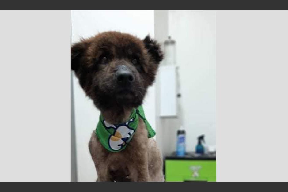 El perrito ha sido tratado tras ser rescatado, pero necesita de mayores cuidados debido al abandono. (Foto: Albergue Municipal de Mascotas)
