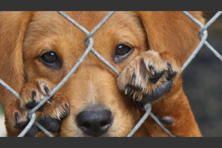 El animal es arrastrado por un hombre que conduce una motocicleta. (Foto: imagen ilustrativa/Pixabay)