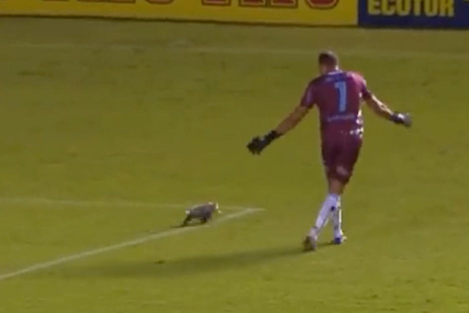 El animal silvestre se filtró en pleno partido. (Foto: Oficial)