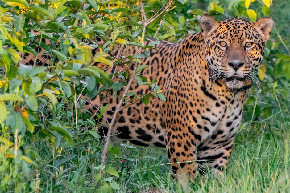 Un raro ejemplar sorprendió al ser detectado. (Foto ilustrativa: AFP) 