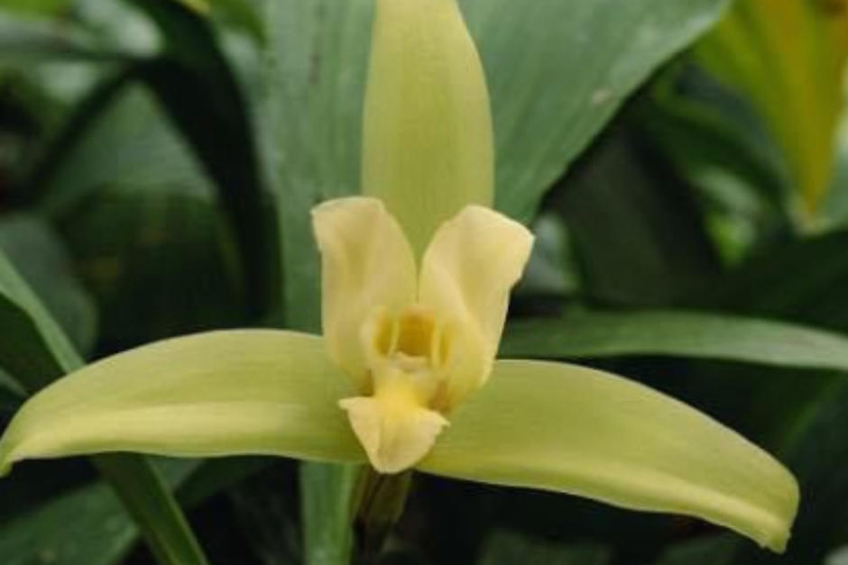 La orquídea es una especia nueva. (Foto: Dr. Fredy Archila)