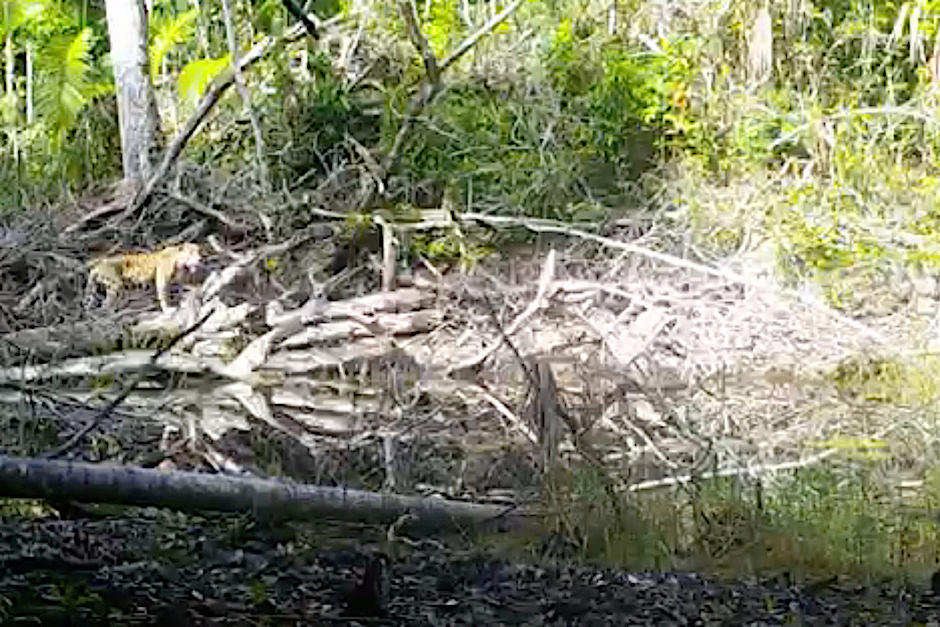 Un jaguar sorprendió a su paso por Puerto Arturo en Petén. (Foto: Ricardo Obando)