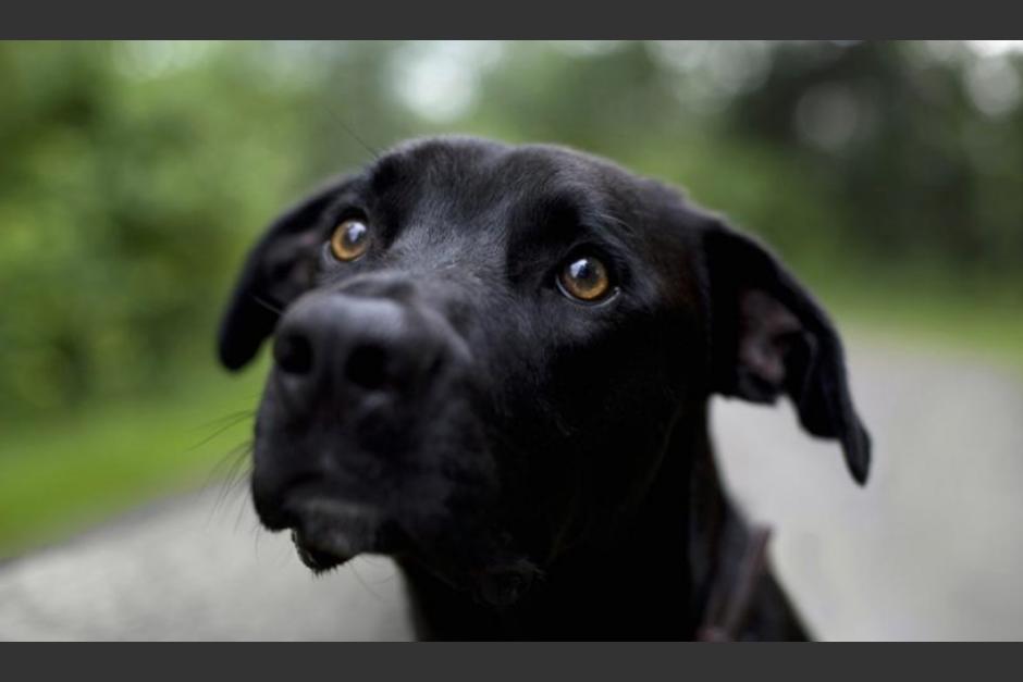 En un video quedó grabado el momento en el que un hombre golpeó brutalmente a un perro en Quiché. (Foto ilustrativa: wakyma.com)