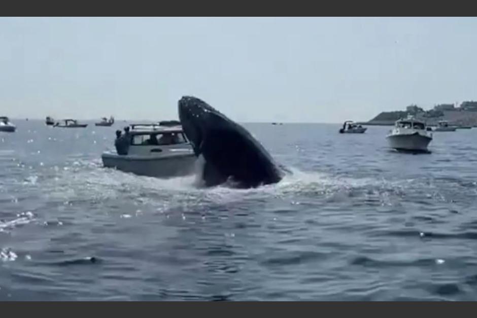 El video muestra el momento en el que la ballena saltó y cayó sobre el barco en Massachusetts. (Foto: captura de pantalla) 
