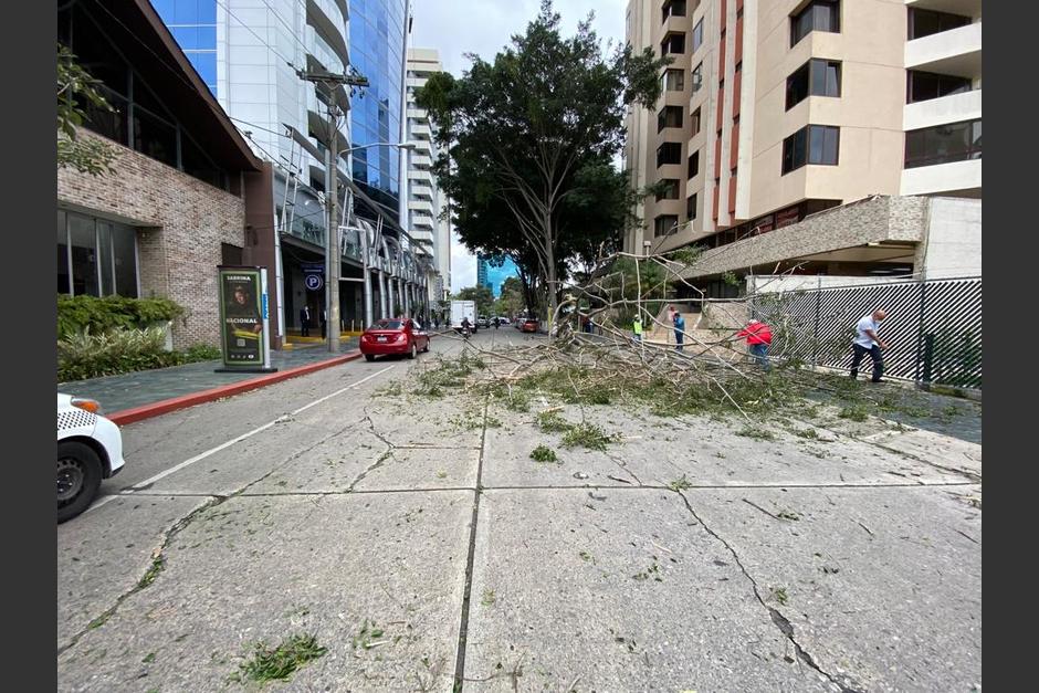Un árbol de grandes dimensiones cayó en la 13 calle entre 1ra. y 2da. avenida de la zona 10. (Foto: Conred)