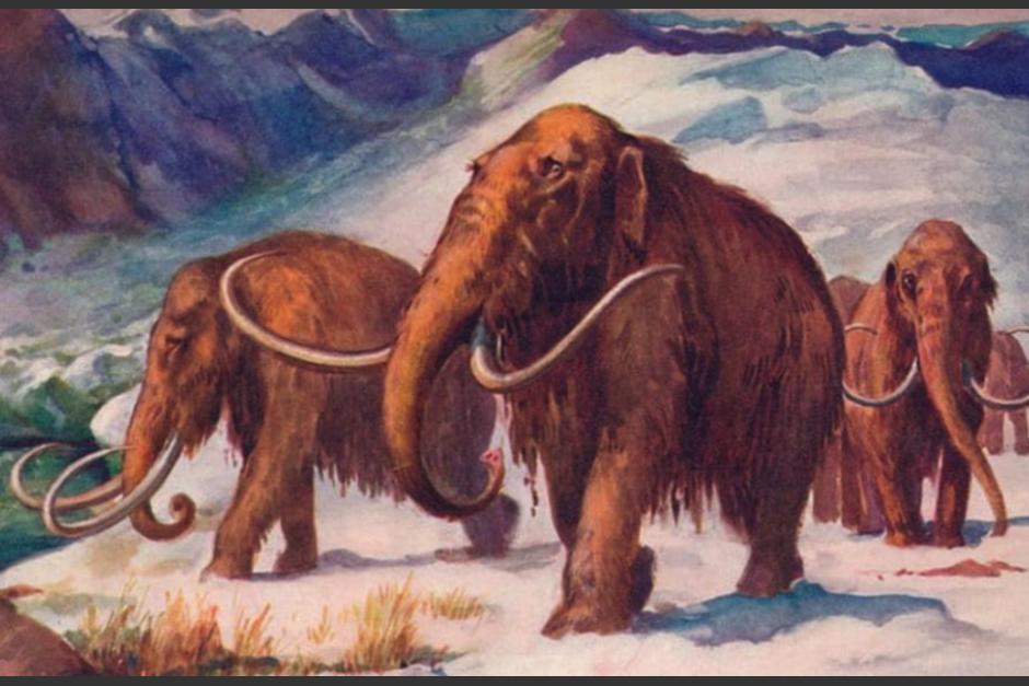 Descubren en Canadá a un bebé mamut momificado. (Foto: Archivo/ Soy502)