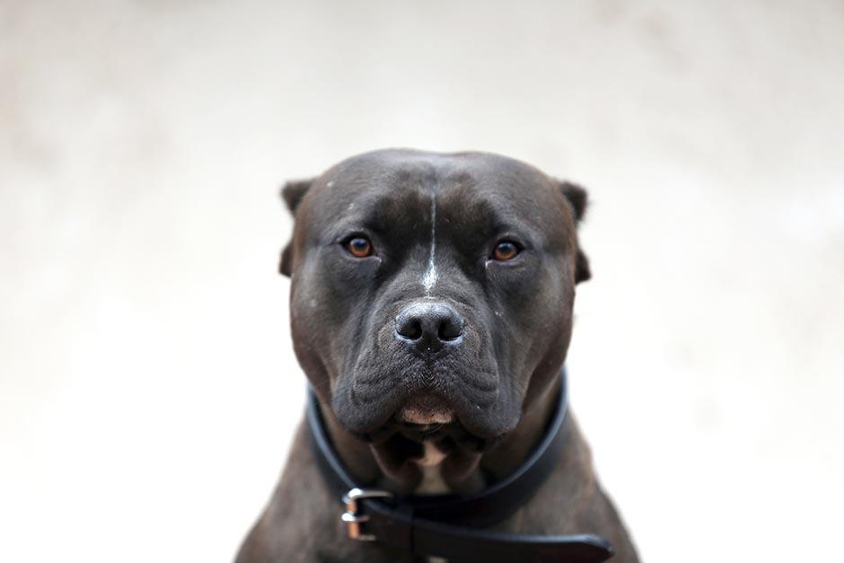 El MP investiga la muerte de una mujer que fue atacada por dos perros de raza pitbull en la zona 7. (Foto ilustrativa: Shutterstock)