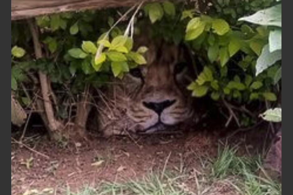 Confunden un león con una bolsa de papel y los ciudadanos se alarman. (Foto: Facebook)