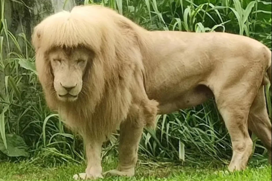 El león se hizo viral por su aspecto. (Foto: James Wong)