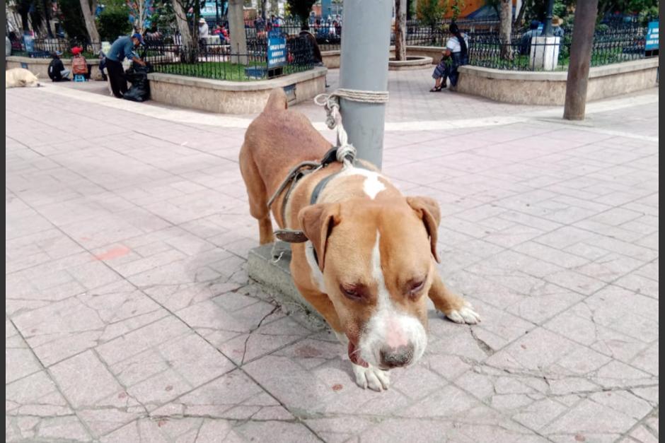 El perro pitbull fue traslado a un albergue en Santa Cruz del Quiché luego de haber sido atado a un poste de alumbrado eléctrico. (Foto: Bernardo Montúfar/ Nuestro Diario) 