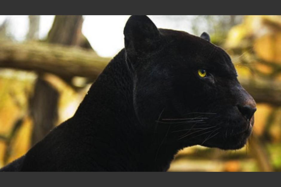 Una pantera negra fue vista en una área de El Naranjo, Mixco. (Foto ilustrativa: OkDiario)