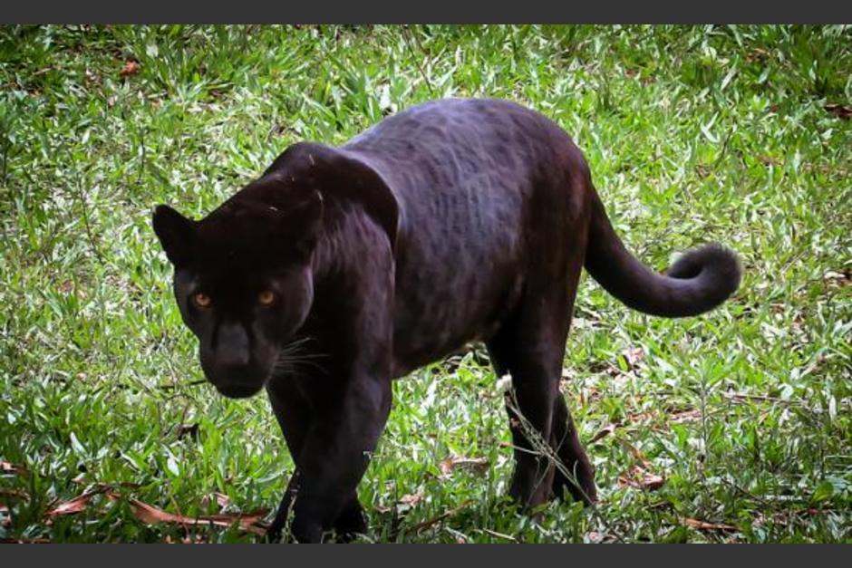 El Conap se desplazó al área donde fue vista el felino para poderlo resguardar, sin embargo, lo han logrado localizarlo. (Foto ilustrativa: Mundo Deportivo) 