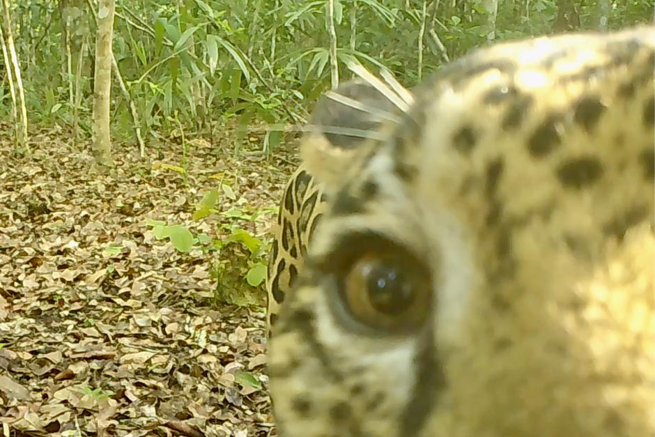 El ejemplar se acercó a la cámara. (Foto: Francisco Asturias)