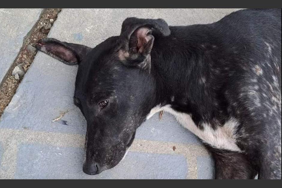 La perrita esperó por varios días que su dueño saliera del Hospital de Zacapa, sin embargo, nunca volvió por ella porque falleció. (Foto: redes sociales) 