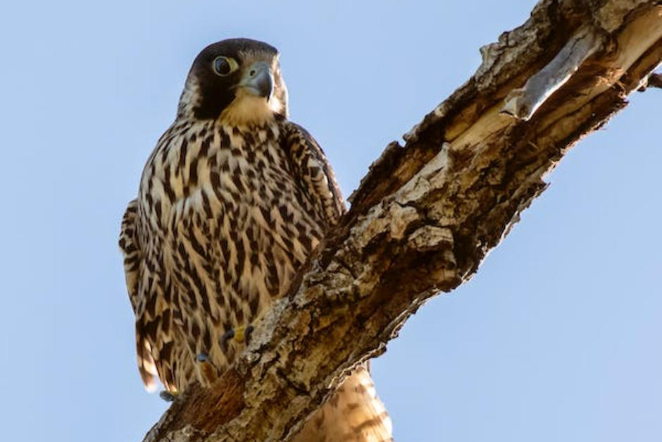 El ave paró en un ventanal de zona 10 para disfrutar de su presa. (Foto ilustrativa: Pexels)