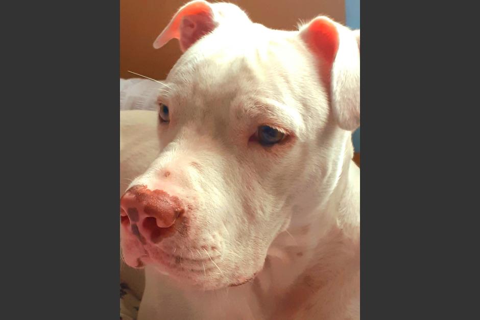 El perro pitbull que atacó a una empleada doméstica en la zona 12 de Villa Nueva. (Foto: Bomberos Voluntarios)