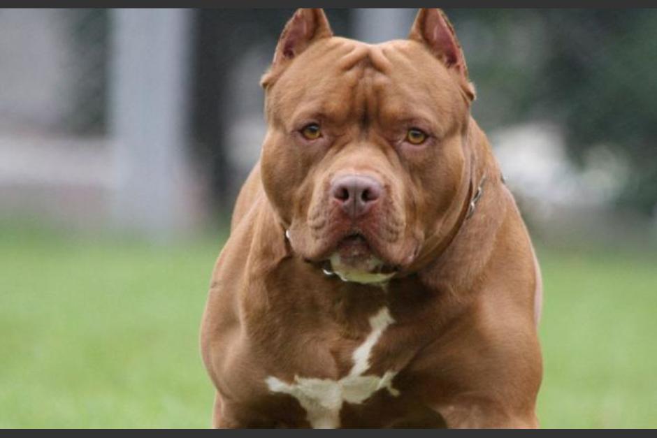 El ataque del perro pitbull contra una empleada del hogar se registró en la zona 12 de Villa Nueva. (Foto ilustrativa: Cachorro.net)