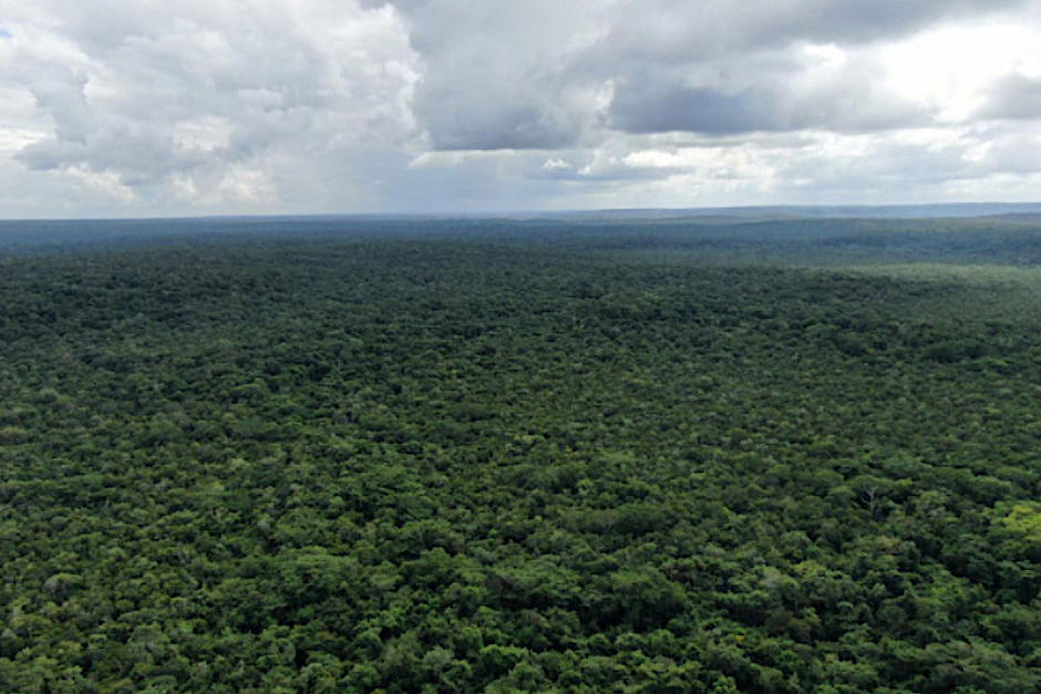 Así es la lucha contra la tala ilegal. (Foto: InSight Crime)