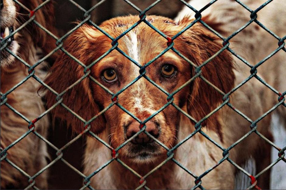 Más de veinte perros fueron encontrados en situación crítica dentro de un apartamento en Mixco. (Foto: Pixabay)