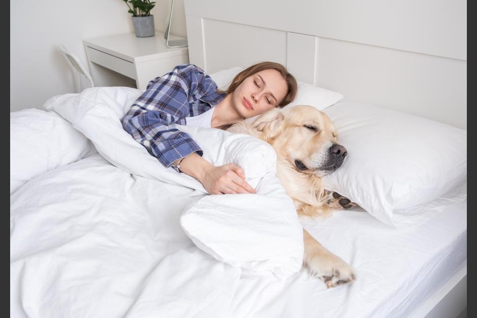 Dormir con tus mascotas es bueno para tu salud mental pero podría ser peligroso para tu cuerpo. (Foto: Shutterstock) 