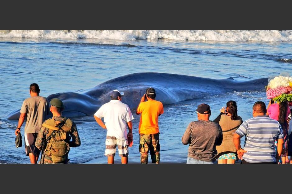 El hallazgo de la ballena muerta ocurrió esta mañana de viernes 6 de enero. (Foto: redes sociales) 