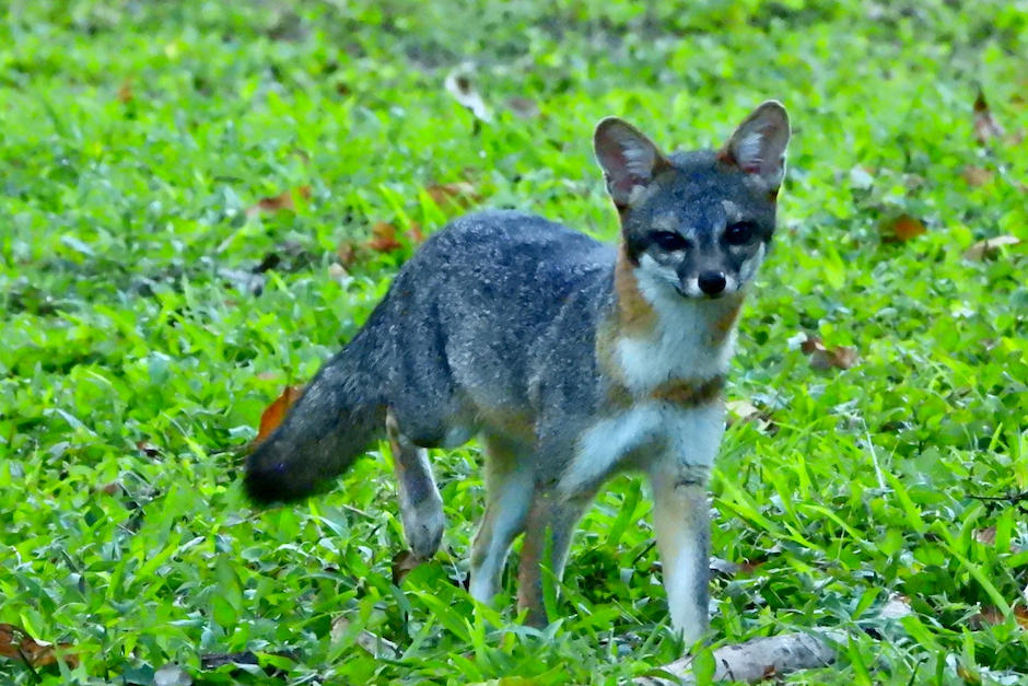 El guatemalteco Francisco Asturias compartió una tierna fotografía de un zorro durmiendo que llamó la atención. (Foto: francisco Asturias)