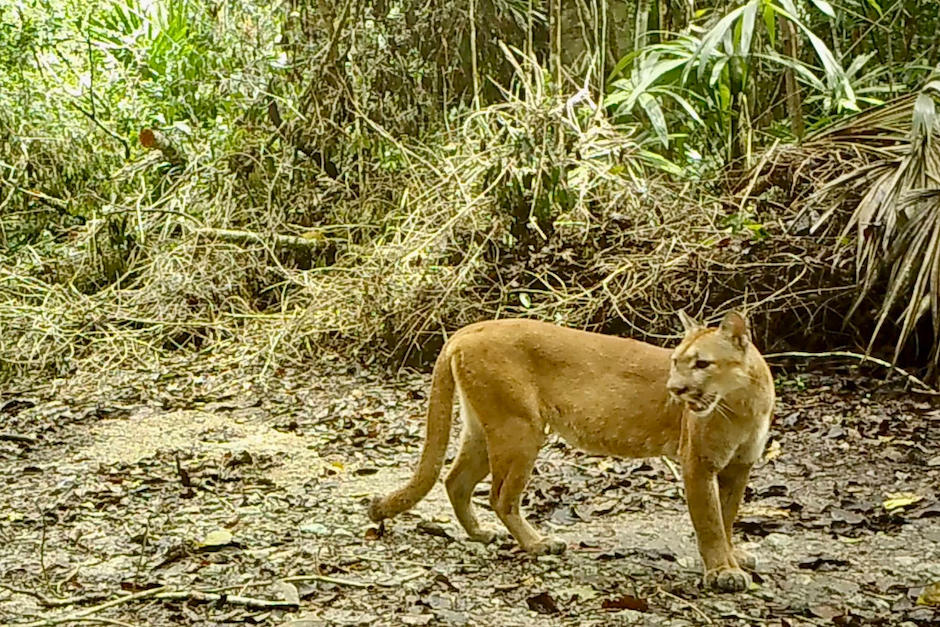 El felino posó para las cámaras. (Foto: Francisco Asturias)