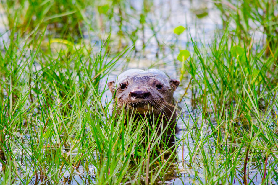 Un fotógrafo guatemalteco captó al ejemplar. (Foto: Oficial)