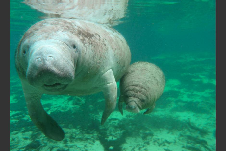 Ejemplares de manatí fueron captados mientras nadaban en Río Dulce. (Foto ilustrativa: Dolphin Discovery)