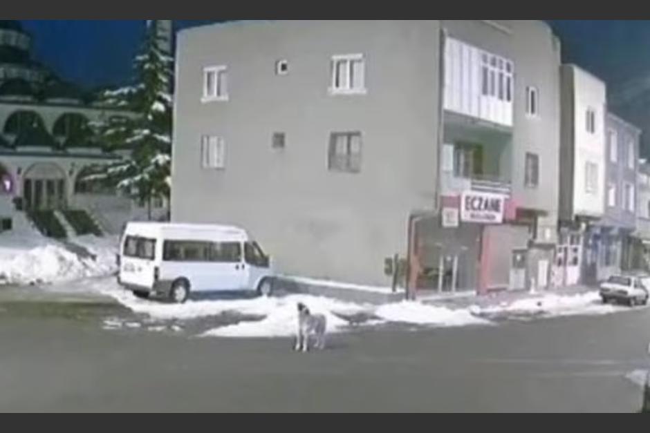 Un perro habría "alertado" del terremoto en Turquía con fuertes aullidos. (Foto: captura de video)