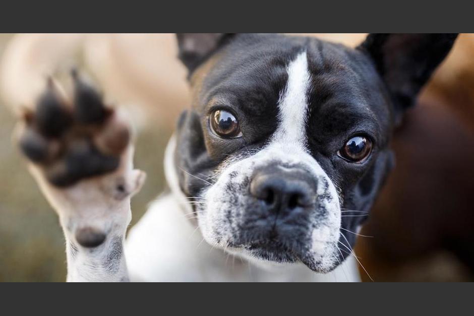 Las personas pueden encariñarse más con las mascotas que con familiares o amigos. (Foto: ilustrativa)