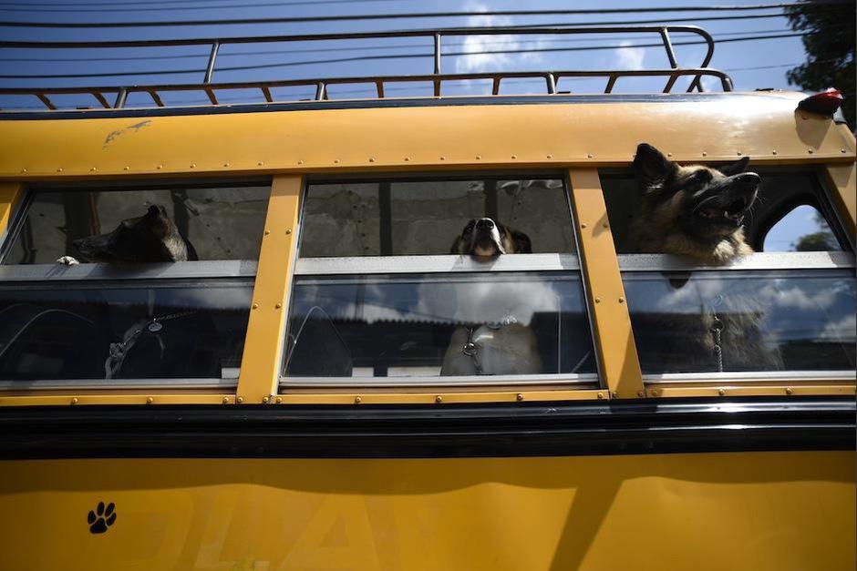 Varios ciudadanos han visto el autobús y se han maravillado. (Foto: Wilder López/Soy502)