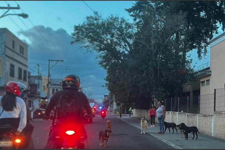En redes sociales se viralizó la imagen de una jauría de perros que esperan a motoristas en un sector de zona 5. (Foto: captura de pantalla) 