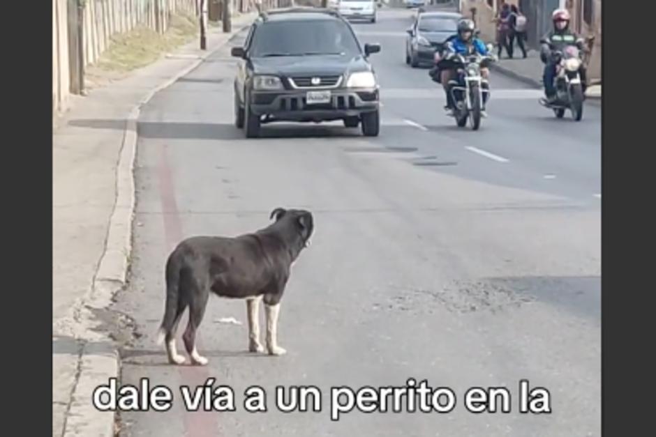 El tierno animal se viralizó mientras esperaba a que le "dieran vía" para poder cruzar. (Foto: captura de video)