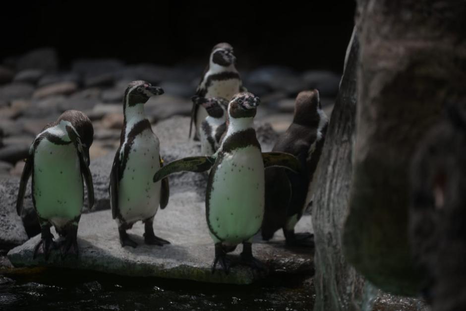 El video se compartió en TikTok. (Foto: Wilder López/Soy502)