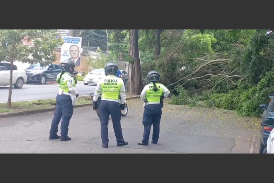 Un árbol de grandes dimensiones se desplomó en la zona 14, dos vehículos sufrieron daños. (Foto: captura de video)