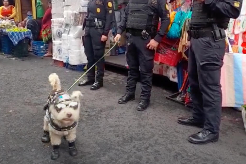 Miles de internautas están enamorados el perrito. (Foto: Captura de pantalla)