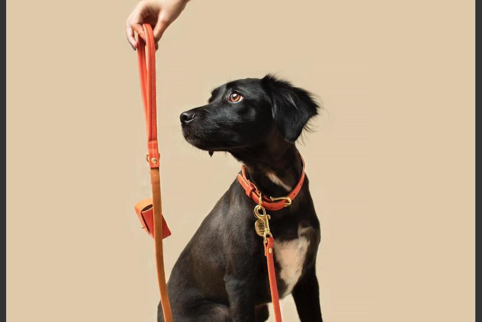 Ofrece diversos accesorios, desde coloridas correas hasta complementos de uso diario para combinar con tus mascotas. (Foto: Ramona For You)