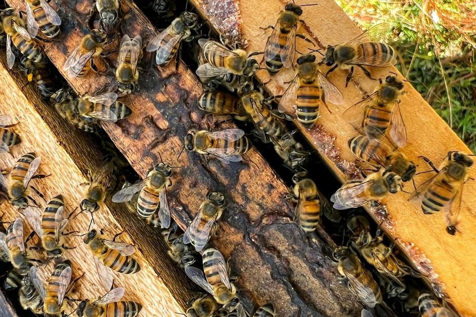 Una experiencia en la que se promueve la importancia de las abejas y la polinización en los ecosistemas. (Foto: Andrea Meza/Soy502)